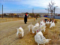Конкурс кандидатов на должности глав двух крупных сельских поселений в Камышинском районе составляет по 3 человека на вакантное место