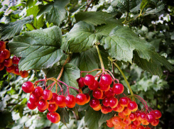 В Камышине 30 июля немного освежится раскаленный воздух