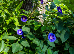 Синоптики спрогнозировали моросящий дождь в Камышине 24 июля