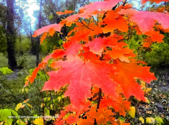 Выходные в Камышине будут пасмурными, но относительно теплыми