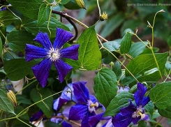Над Камышином сгущаются грозовые тучи, но жаре все нипочем
