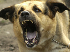 Годовалого ребенка насмерть загрызла собака, - «Блокнот Волгограда»