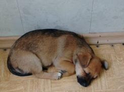 Трогательную собаку пристроили на ночевку на 3-м городке в Камышине, но временно