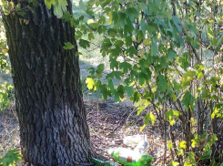 В День города камышинский парк Текстильщиков похож на мусорку