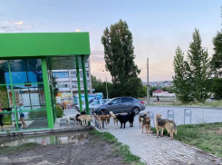 В Камышине администрация города организовала отлов 68-ми бродячих собак - за полгода и за полмиллиона бюджетных рублей