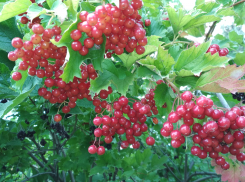 В Камышине 7 сентября прохладно, но на подходе уже теплая волна