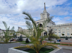 Аудиторы заинтересовались пальмами у железнодорожного вокзала в Волгограде