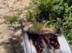 У мечети в Волгограде неизвестные сожгли Коран - «Блокнот Волгограда»