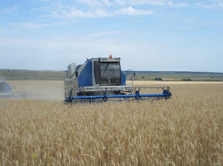 Сколько зерна и молока получают в Камышинском районе, который считается сельскохозяйственным?