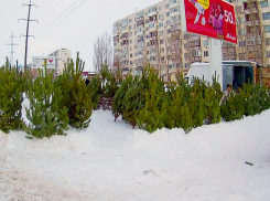 В Камышине открылись елочные базары