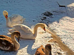 На сегодня, 3 января, синоптики запланировали возвращение зимы в Камышин
