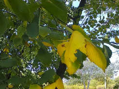 Кто эти трое несчастных, чьи жизни забрал COVID по данным на сегодня, 28 августа?