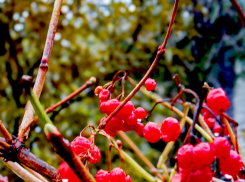 Днем солнце, ночью дождь: погода в Камышине в последний день октября