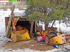 Неподалеку от Камышина в частный приют сдали собаку, а она оказалась заражена бешенством