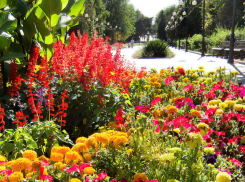 В Камышине озеленители парка Комсомольцев-добровольцев сохранили до осени самые яркие в городе клумбы