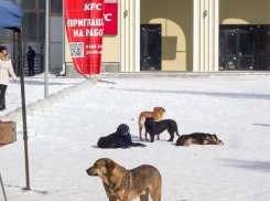 В Волгоградской области даже зоозащитники признали, что бродячих псов нельзя кормить где попало