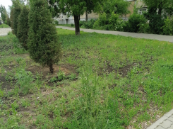 В Камышине отреконструированная аллея Любви зарастает травой в пояс