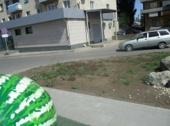 «Около памятника камышинскому Арбузу выполнена имитация бахчи, заросшей сорняками?»