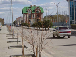 На улице Октябрьской высадили молодые деревья, но конкретные сроки окончания реконструкции так и не называются