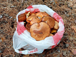 Под Камышином в июле открылся активный грибной сезон