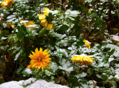 В конце следующей недели синоптики обещают в Камышине снег