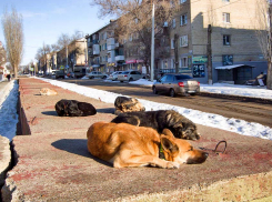 В Камышине начинают весенний отлов 104 бездомных собак, которых в городе в 20 раз больше