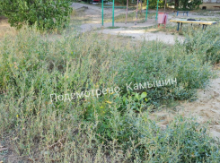 Камышин зарос сорняками в пояс, «косарей» в службах благоустройства не хватает