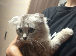 Фото с перепуганным котенком умилило Камышин