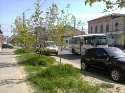 В «Благоустройстве» должны подумать, как не превращать газоны в центре Камышина в сельский пейзаж с зарослями травы в пояс, - камышанка