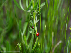 Синоптики «зарядили» для камышан 35-градусную жару