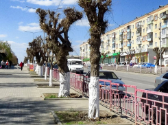 В Камышине на центральных улицах перед Пасхой побелили деревья