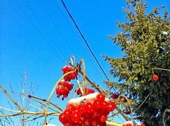 Южный ветер и метель приготовила 18 января камышанам природа