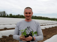 Камышинский фермер Михаил Земляков прогремел на центральном телевидении как «маэстро» соленых арбузов