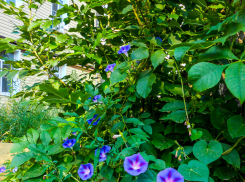 Мошенники заставили студентку выбросить из окна почти 3 миллиона