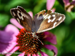 +34, но побольше облаков: погода в Камышине на 9 августа