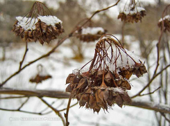 Слякоть и мокрый снег ожидают сегодня камышан