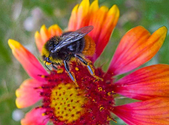 Лето балует камышан солнечными ясными днями