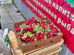 В Камышин завезли редиску на предновогоднюю окрошку