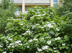 Из бюджета Волгоградской области потратят 184 миллиона на эвакуированные из зоны СВО семьи