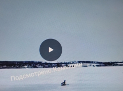 В Камышине взволнованно обсуждают видео с травмированной косулей и спрашивают о ее судьбе (ВИДЕО)