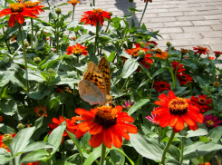 До 31-го градуса раскалится воздух в Камышине 4 июля, и жара будет нарастать