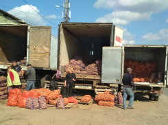 В Камышине на сельхозярмарках можно купить картошку вдвое дешевле, чем на рынках