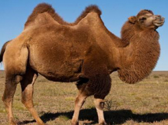 В  столкновении «Лады» и верблюда двугорбый погиб, но и трое молодых людей оказались в стационаре