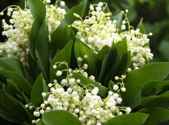 В Камышине этой весной оказалась заоблачной цена на букетик ландышей