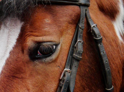 Под Котово в Волгоградской области за что-то расстреляли молодого рыжего коня