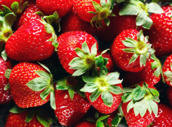 Камышинская клубника отправилась по стране в коммерческие «туры»