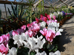 Волгоградский ботанический сад приглашает камышан встретить весну досрочно - на чарующей выставке первоцветов