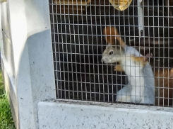 Что Камышин сумел приобрести за год для парков: до сезона отдыха в них уже пошел «обратный отсчет»