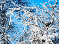 Морозы не сдаются в Камышине: погодная повестка на 24 января