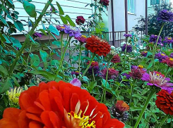 Камышане все лето вдохновенно выращивают у своих многоэтажек райские сады